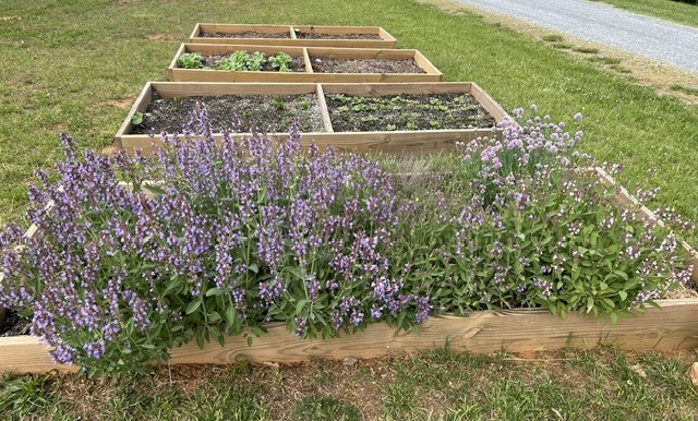 Photo of raised flower beds full of different plants in various stages of growth
